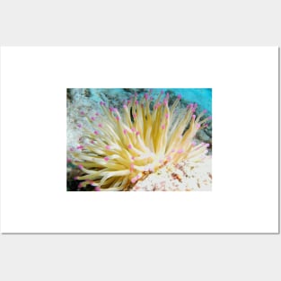 Pink Tipped Giant Sea Anemone Posters and Art